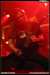 gal/CHILDREN_OF_BODOM/2009-02-20_-_Elysee_Montmartre/_thb_82.jpg