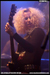 gal/DIE_APOKALYPTISCHEN_REITER/2008-12-07_-_Forum/_thb_33.jpg