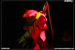 gal/LOSING_SUN/2008-10-26_-_Scene_Bastille/_thb_53.jpg