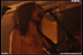 gal/VALHOLL/2008-12-20_-_Cernunnos_2008/_thb_11.jpg
